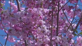 Chicago see cherry blossoms emerge