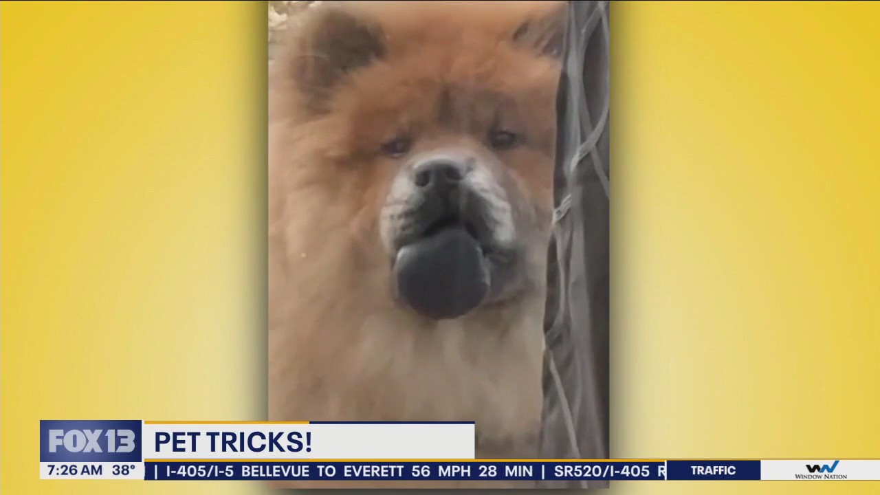 Pet Tricks for Friday, February 9th