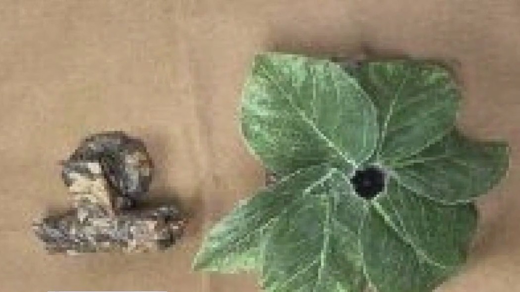 Hidden camera found in Arcadia yard