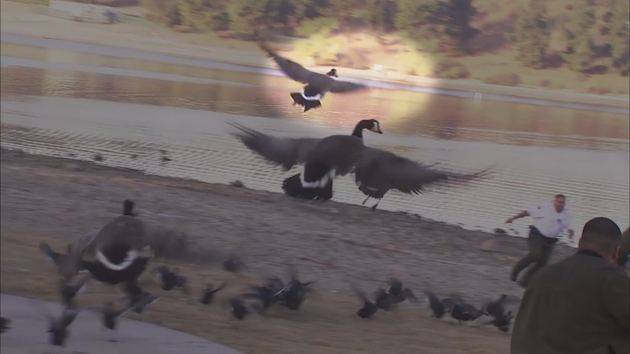 Arrow falls out of wounded goose in San Dimas as rescuers attempt to capture