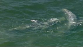 Two grey whales spotted near Seal Beach