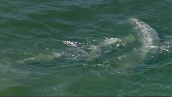 Two grey whales spotted near Seal Beach