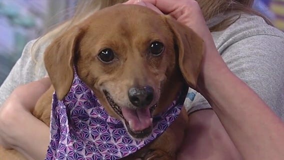 Meet Gretel: Our Pet of the Day