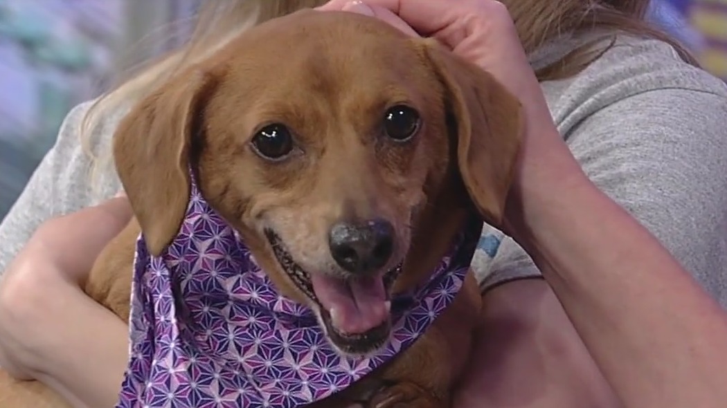 Meet Gretel: Our Pet of the Day