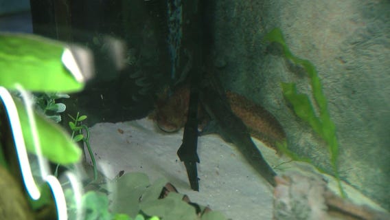 Axolotls join Butterfly Wonderland in Scottsdale