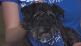 Pet Project: Frankie from spcaLA