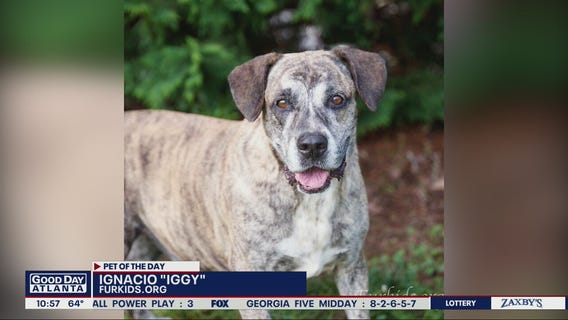 Pet of the Day from FurKids