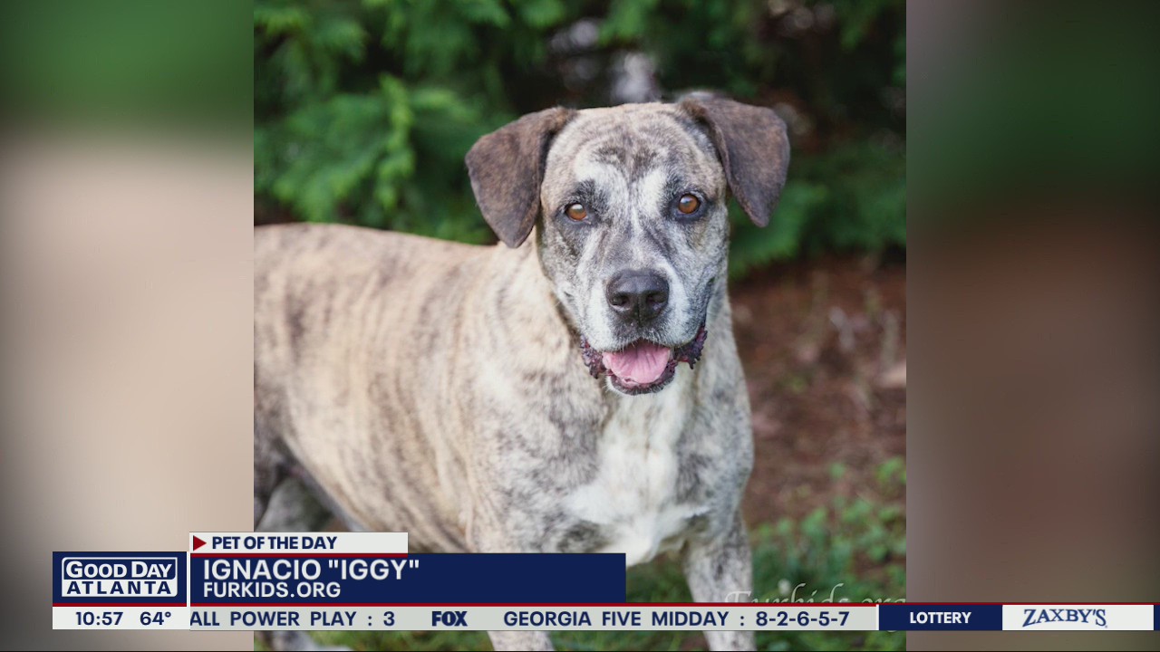 Pet of the Day from FurKids