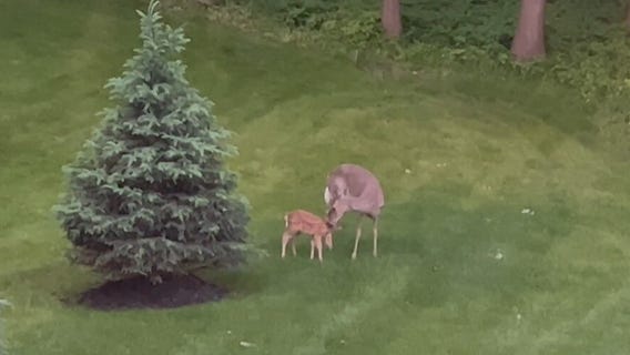 Mom deer helps fawn in Shorewood backyard