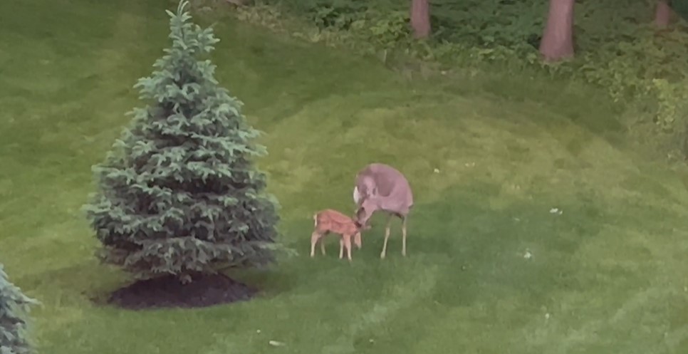 Mom deer helps fawn in Shorewood backyard