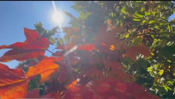 Wayne State researchers look at connection mental health has to allergies