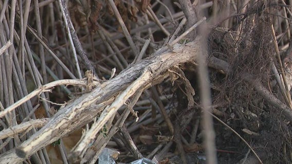 Surveying crew finds human skull in Wayne