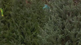Christmas tree lot giving back to community