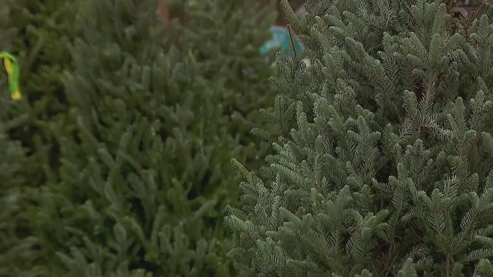 Christmas tree lot giving back to community