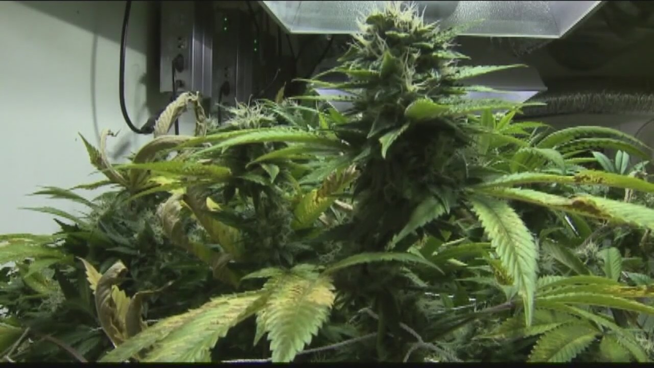 Detroit leaders announcing new recreational pot proposal Monday