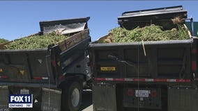 Authorities seize millions of dollars worth of marijuana from 500 illegal grows in Antelope Valley area