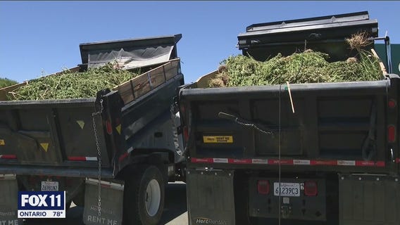 Authorities seize millions of dollars worth of marijuana from 500 illegal grows in Antelope Valley area