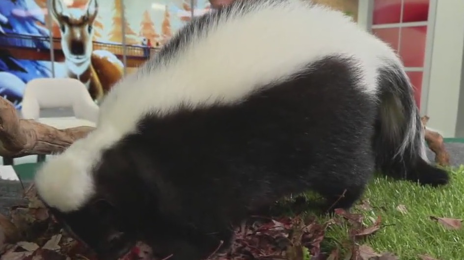 FOX 9 Good Day: Jan. 25, 2024