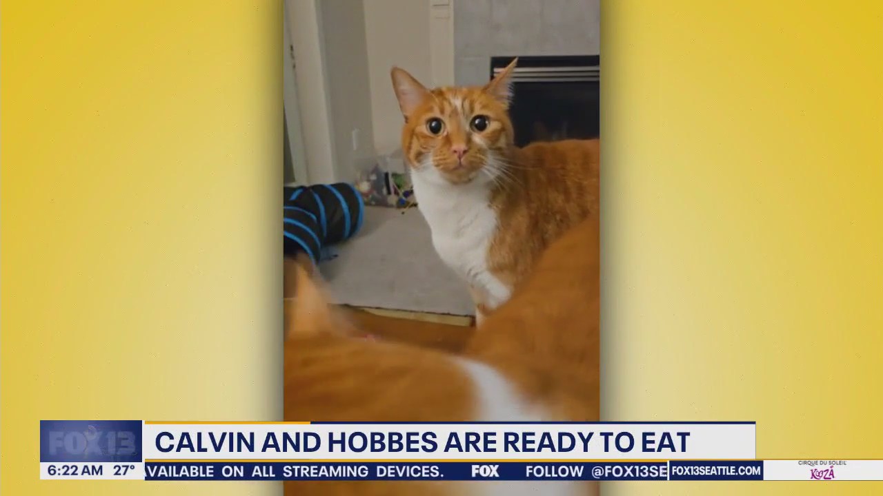 Pet Tricks for Thursday, January 23