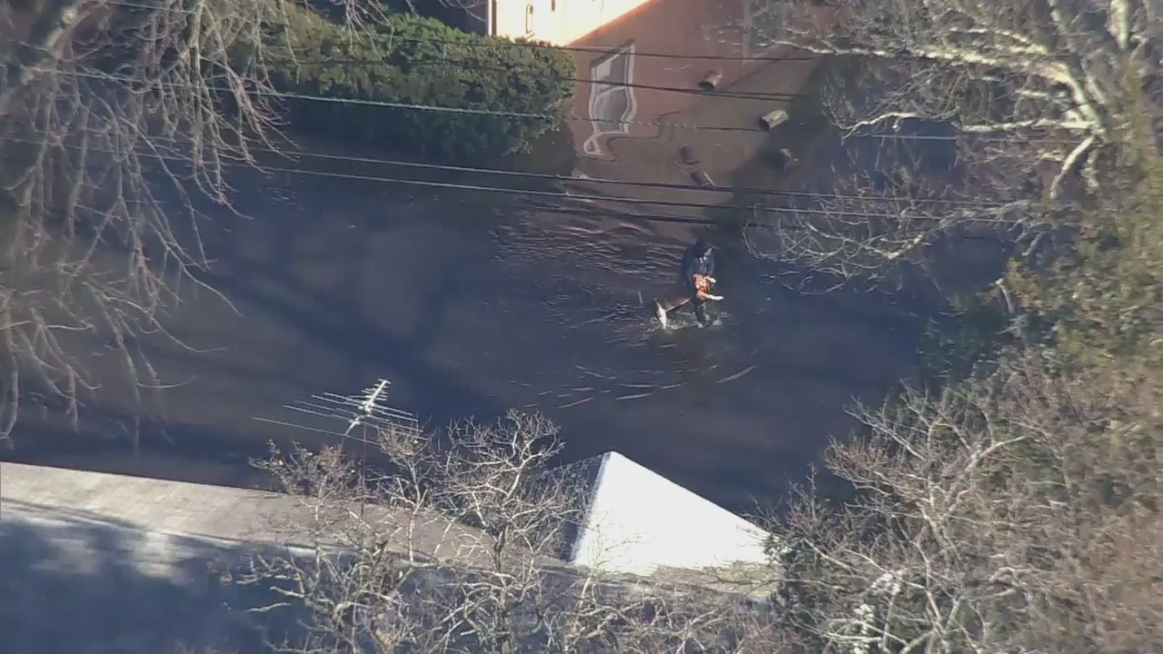 Dog rescued from NJ flooding