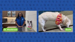 Adopting a Senior Pet | The Pet Pawcast