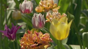 Dealing with the heat on Mother's Day