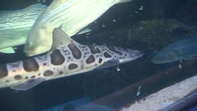 BAY AREA PEOPLE Leopard Shark Deaths