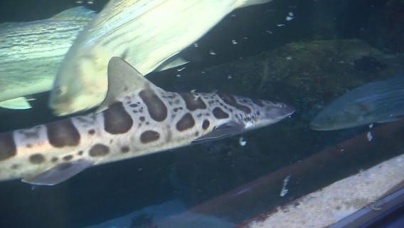 BAY AREA PEOPLE Leopard Shark Deaths