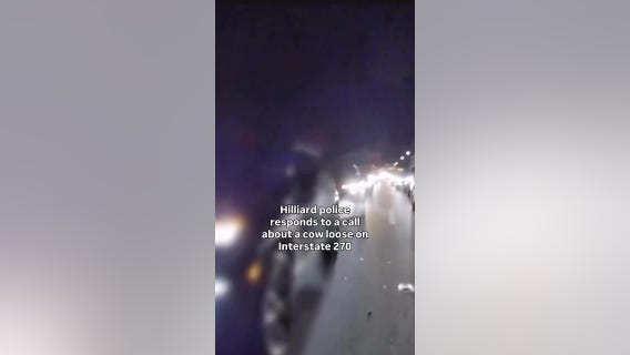 Runaway Highland cow causes highway chase in Ohio