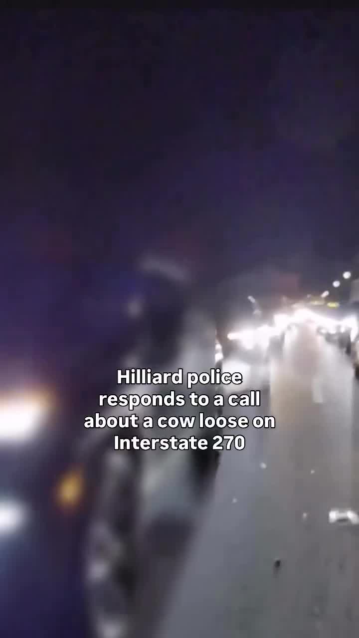 Runaway Highland cow causes highway chase in Ohio