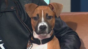 PAWS Chicago hosts holiday adoption events across the city | ChicagoNOW