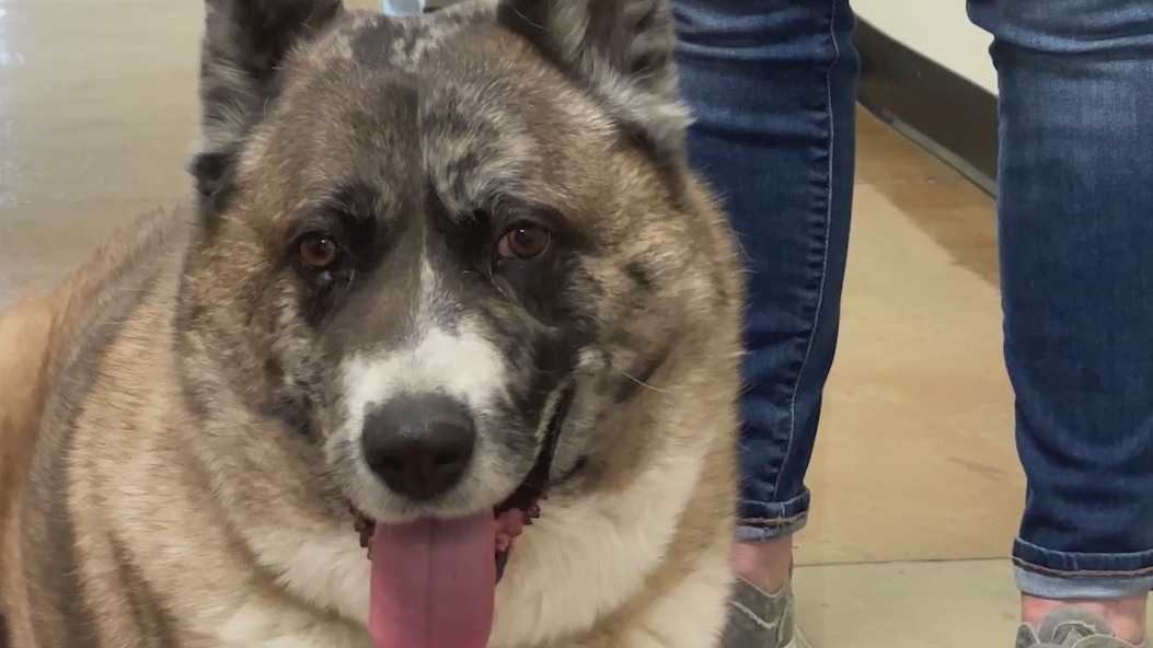 Evictions in Phoenix are leaving families and their pets homeless