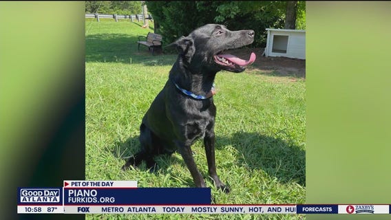 Pets of the Day from Furkids