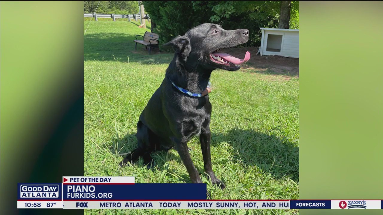 Pets of the Day from Furkids