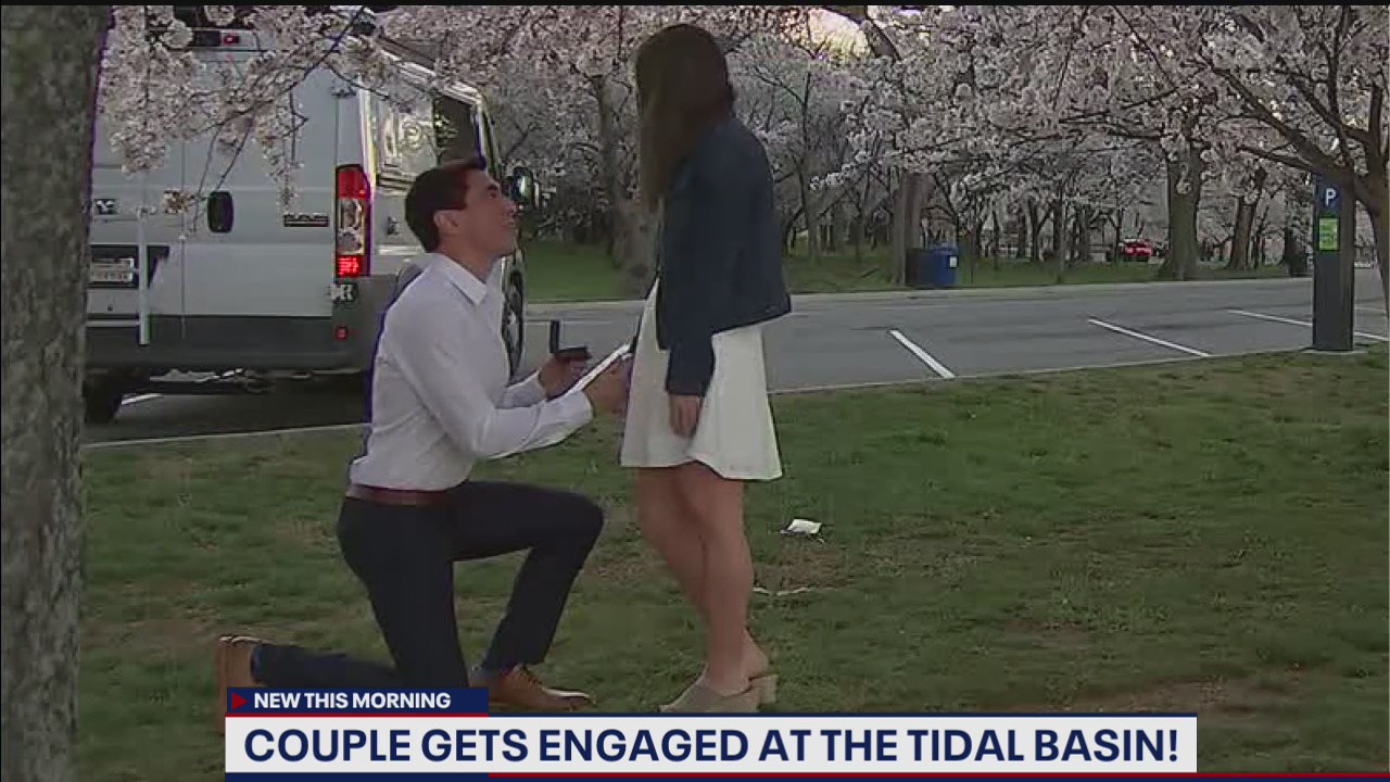Couple gets engaged at Tidal Basin with cherry blossoms in peak bloom