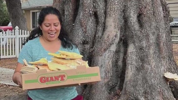 Urban forager donates to food banks