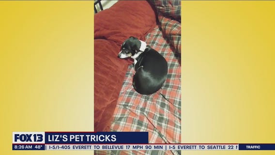 Liz?s Pet Tricks for Tuesday, March 22