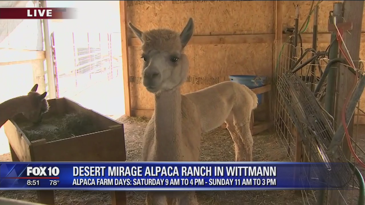 Cory's Corner: Desert Mirage Alpaca Ranch