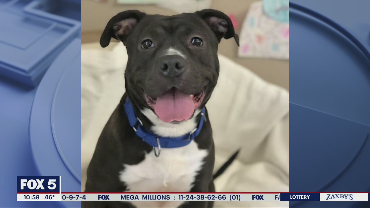 Pet of the Day from Best Friends Animal Society