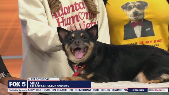 Pet of the day Atlanta Humane