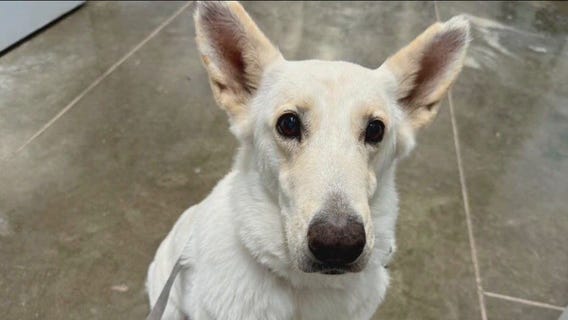 Pet of the Weekend: Mira