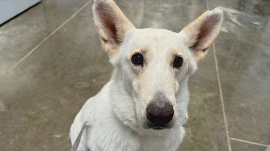 Pet of the Weekend: Mira