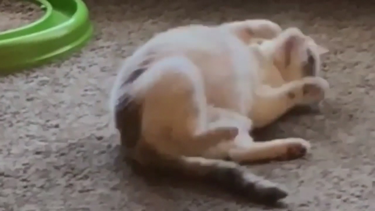 CatVideoFest 2020 at the Detroit Film Theatre