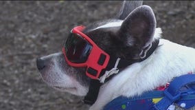 La Grange pet owners march to celebrate their furry friends