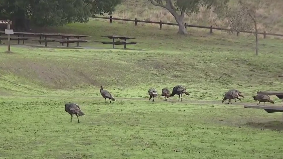 Turkeys roam at Fremont park