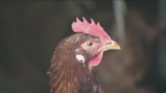 Chicago suburb moves forward with chicken proposal