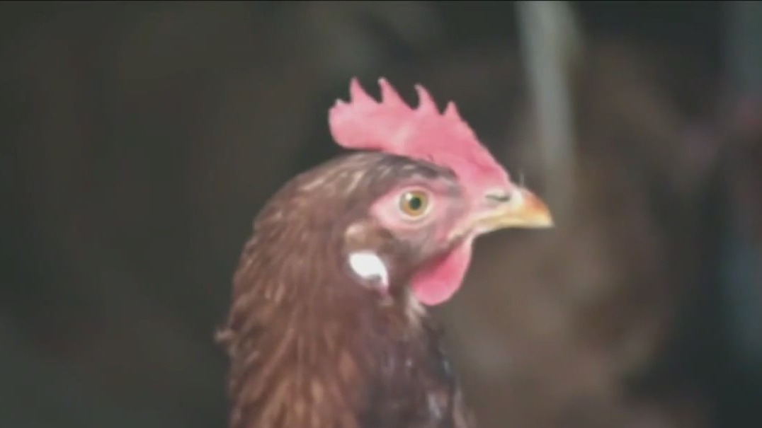 Chicago suburb moves forward with chicken proposal