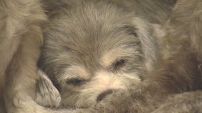 Abandoned pups rescued from hoarding situation