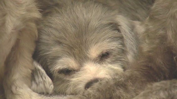 Abandoned pups rescued from hoarding situation