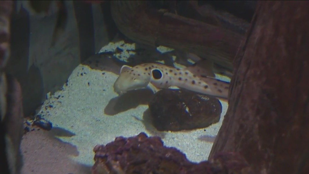 Visit archer fish at Brookfield Zoo | ChicagoNOW